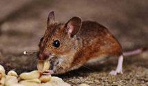24 Hour & Emergency Exterminators in Montgomry Ctr, VT
